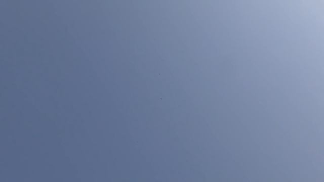 28.03.20.Голуби,Тренировка + Предложение. Pigeons, Workout + Offer смотреть онлайн
