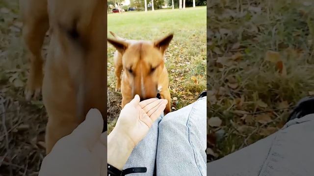 что мы купили Данчику на первый донат на канале от нашего подписчика Олега #бультерьер #минибуль смотреть онлайн