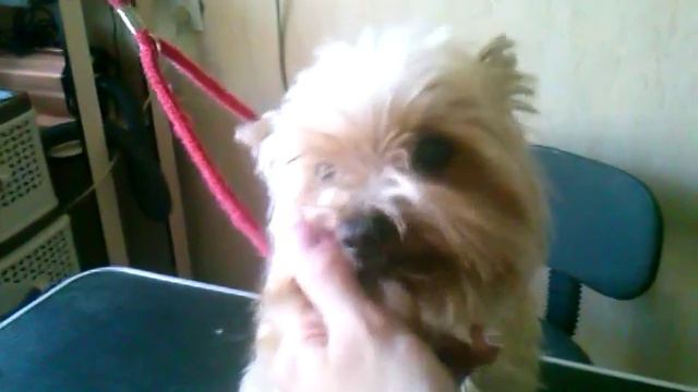 Микки до процедур.York before grooming смотреть онлайн