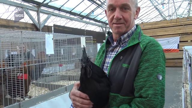 Kleindierententoonstelling op Olsthoornranche смотреть онлайн