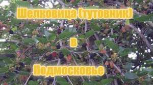 Шелковица (тутовник) в Подмосковье