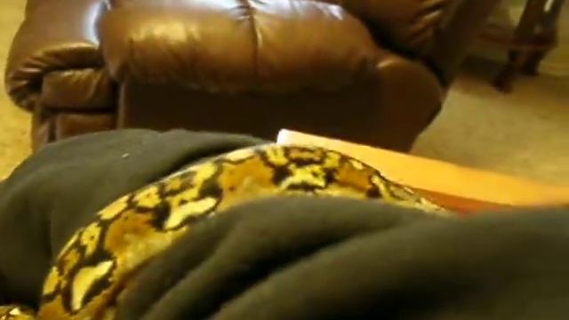 3 1/2 M/O Female Reticulated Python: Bonnie - Update 1 Of Many смотреть онлайн