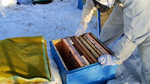 Раннее ужатие, результат ужатых семей и не ужатых смотреть онлайн