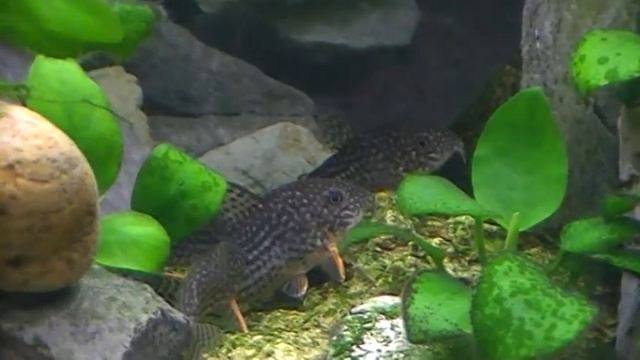 Красный неон и эритрозонус смотреть онлайн