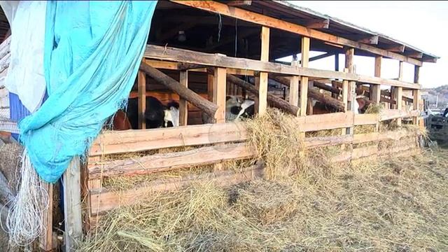 Гектар в подарок смотреть онлайн