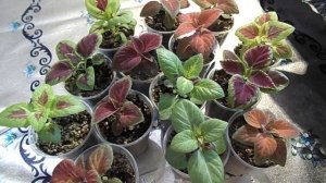 НЕ УПУСТИТЕ!ПЕРВАЯ ПРИЩИПКА РАССАДЫ КОЛЕУСОВ. ФОРМИРОВАНИЕ КОЛЕУСОВ НА РАННЕЙ СТАДИИ РАЗВИТИЯ.