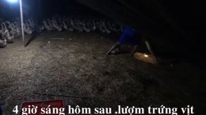 бизнес /утиная ферма