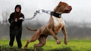 Самые ОПАСНЫЕ и ЗЛЫЕ Породы Собак в Мире