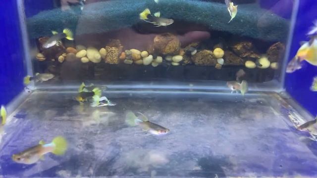 Collection of Guppy-Half black yellow смотреть онлайн