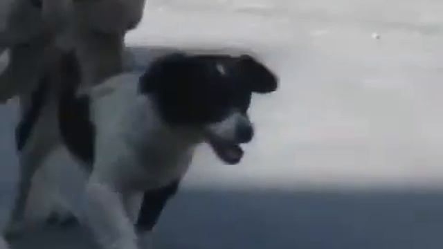 Неудавшаяся случка смотреть онлайн