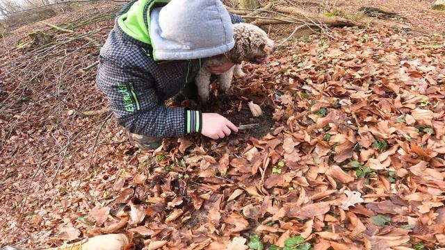 ЧЕРНЫЙ ТРЮФЕЛЬ / TRUFFLE HUNTING! ПОДЗЕМНЫЙ ГРИБ ТРЮФЕЛЬ СО СПЕЦИАЛЬНОЙ СОБАКОЙ Lagotto Romagnolo! смотреть онлайн