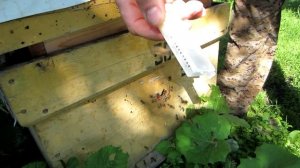 Как подсадить пчёл в пересылочную клеточку