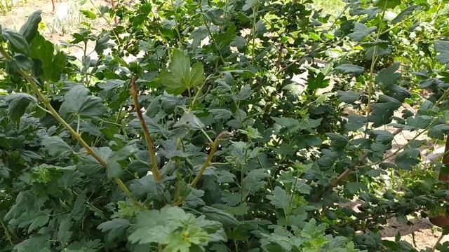 Крыжовник высокорослый. Урожай 2020г. смотреть онлайн