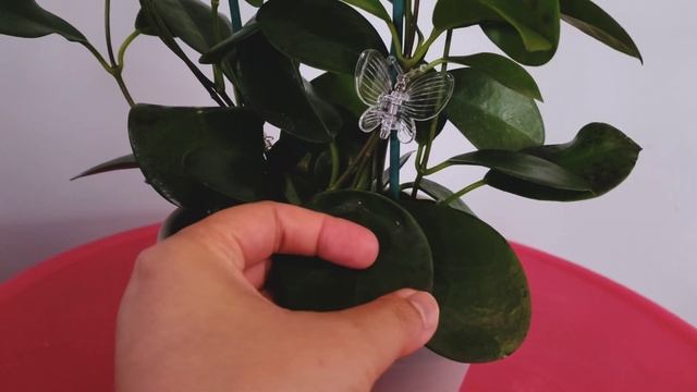 Hoya Australis 02 Part 001 | Plant Vlog 084 смотреть онлайн