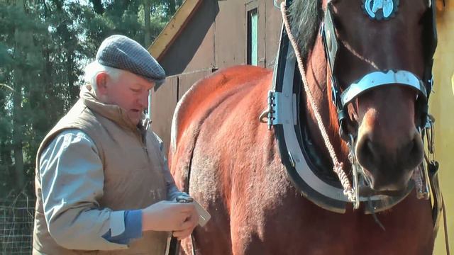 Strong and Well Trained Belgian Draft Horse at work смотреть онлайн