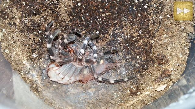 Линька паука птицееда Acanthoscurria geniculata L8-L9 смотреть онлайн