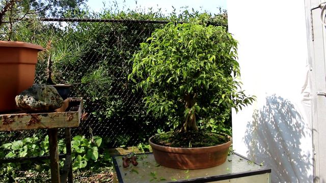 Aerial Root Ficus, Aug 2014 смотреть онлайн