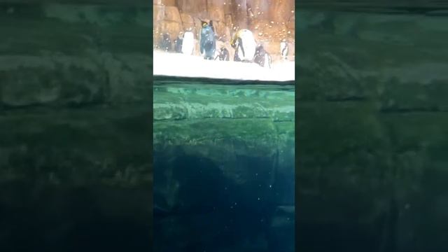 Penguins in Omaha Nebraska Zoo America. Пингвины в зоопарке Омаха штата Небраска в Америке. USA смотреть онлайн