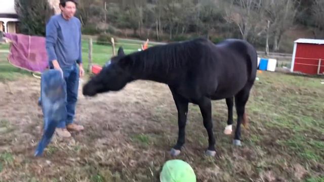 Pirate the Horse ringing a bell, playing badminton and more смотреть онлайн