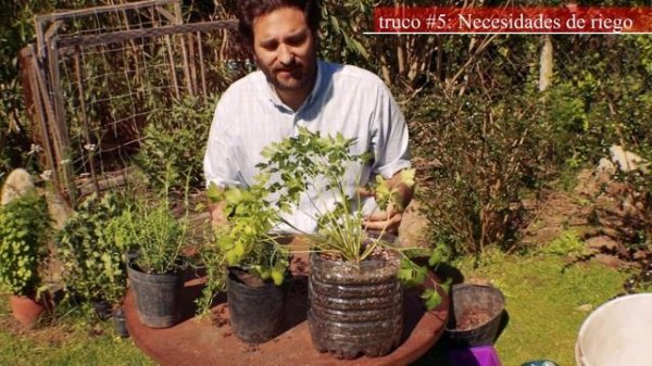 TOP 10 consejos para cultivar plantas aromaticas en maceta - Regar, Podar, Fertilizar, Sol, Plagas
