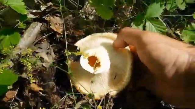 Море ГРУЗДЕЙ! За ГРИБАМИ В ЛЕС, В ЛЕС ПО ГРИБЫ! смотреть онлайн