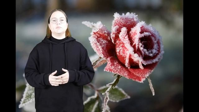 Паршина Екатерина читает стихотворение А. А. Фета "Осенняя роза" смотреть онлайн