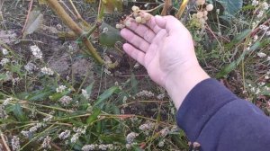 Виноград Эйнсет сидл в Ленинградской области. 11.09.2022