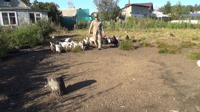 Чем кормить кур несушек? чтобы хорошо неслись. смотреть онлайн