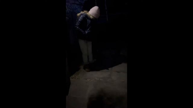 Знакомьтесь с нашей собакой. Кавказская овчарка Ася. Первые день жизни у нас дома. смотреть онлайн