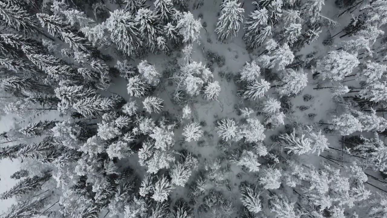 Лес у поселка смотреть онлайн