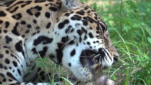 Jaguar Bone Crunching смотреть онлайн