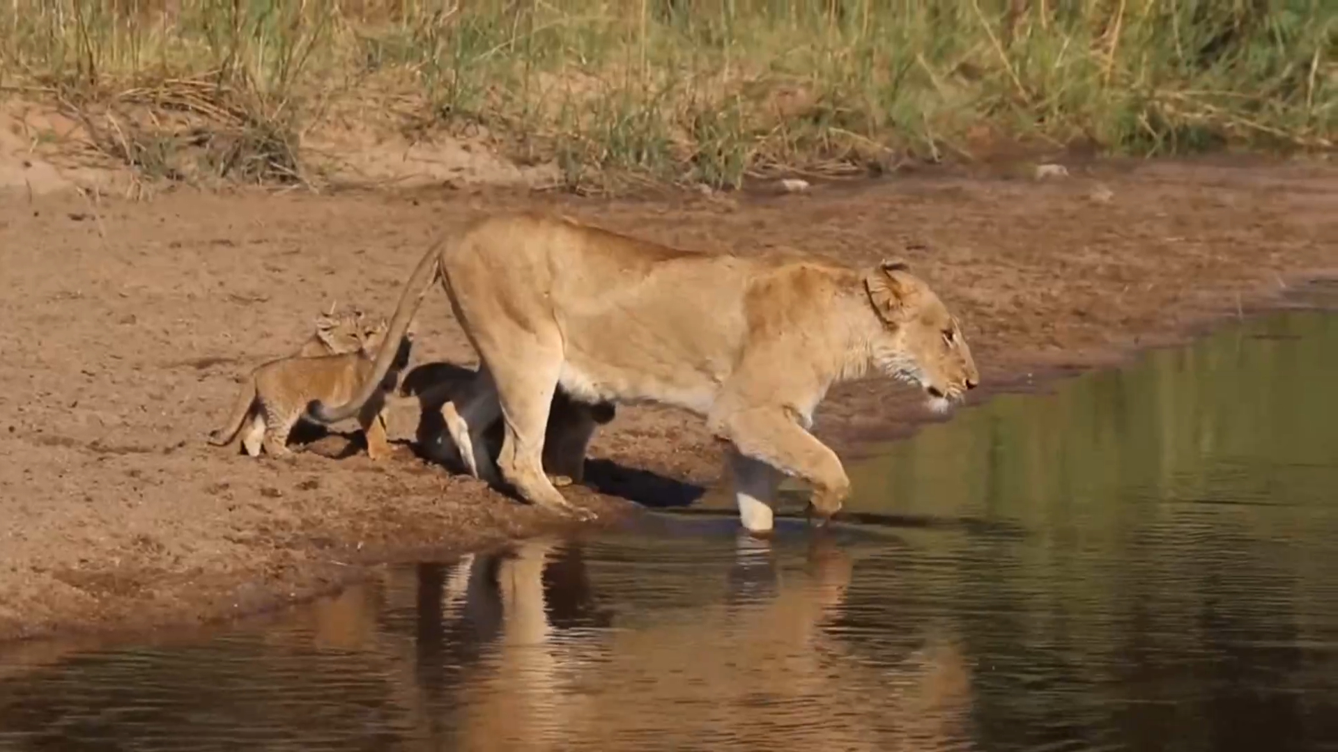 Испытание смелости смотреть онлайн