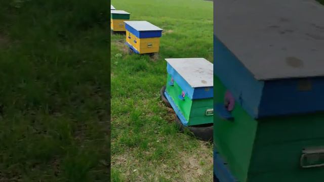 Сироп, как вынужденная страховка из-за погоды. смотреть онлайн