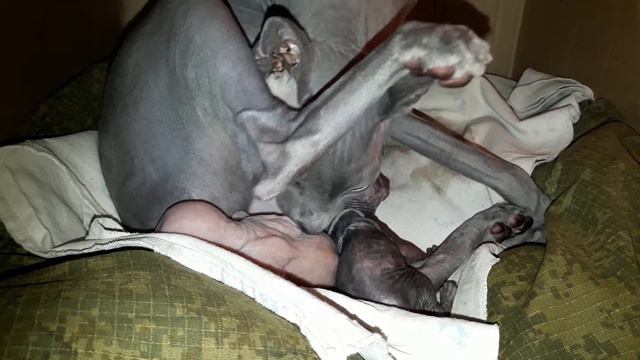 СФИНКС СОНЯ Рождение 2 смотреть онлайн