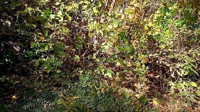 Как снимать крутые видео на обычный телефон | Улучшить видео на смартфоне | Объективы для телефона смотреть онлайн