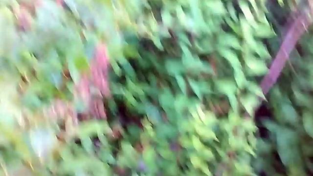 [Прогулки] #1 Живописные озёра! Кто такие ротаны? смотреть онлайн