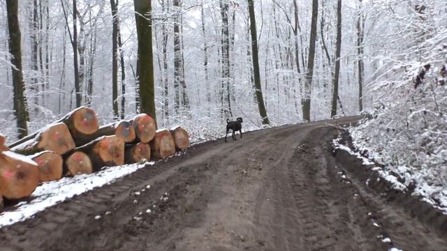 Alles Kennzeichen! Dobermann смотреть онлайн