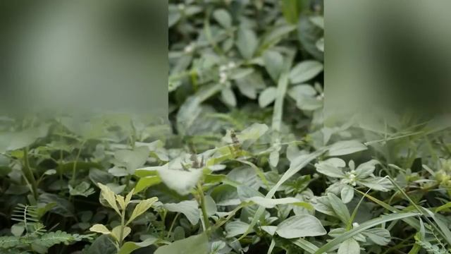 sony alpha 3500 (jigar) смотреть онлайн