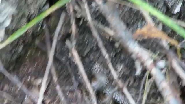 Змея резинового буя смотреть онлайн