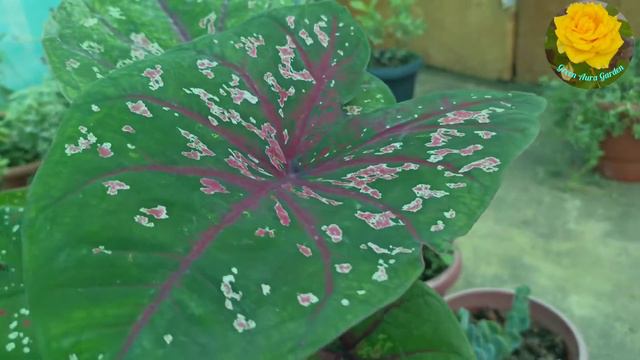 caladium plant varities in Tamil/Beautiful caladium Plant growing Tips #gardeningtipsandtricks смотреть онлайн