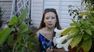 Бругмансия осваивает Подмосковье