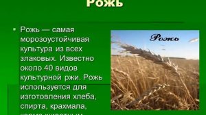 Растениеводство Красноярского края
