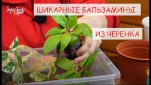 РОСКОШНЫЕ БАЛЬЗАМИНЫ ИЗ ЧЕРЕНКА. КАК ПОСАДИТЬ И ВЫРАСТИТЬ  БАЛЬЗАМИН НОВОГВИНЕЙСКИЙ