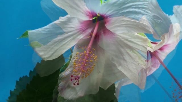 Vipasana Meditation 1 Hour | S.N. Goenka - Vipassana Meditation Music смотреть онлайн