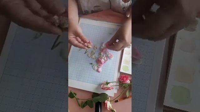 Разбор розы Мими Эден смотреть онлайн