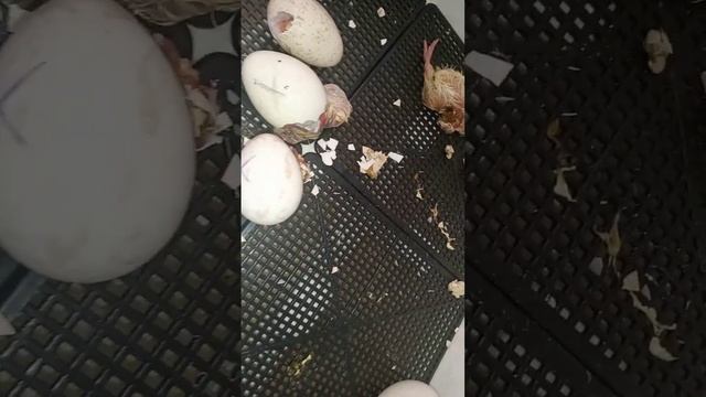 Вывод индюшат! смотреть онлайн