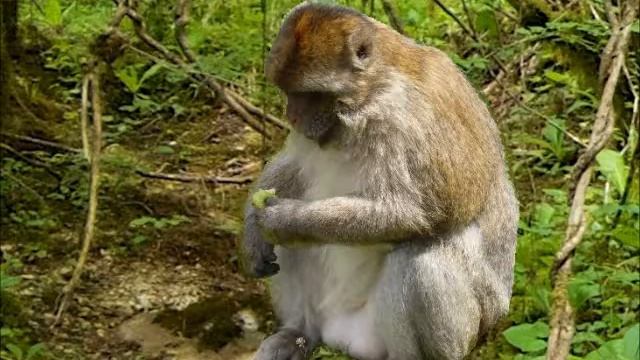 The Monkey Bridge - A Jataka Story about Loving Kindness смотреть онлайн