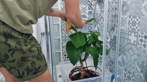 Пересадка большой монстеры, пошаговый процесс.