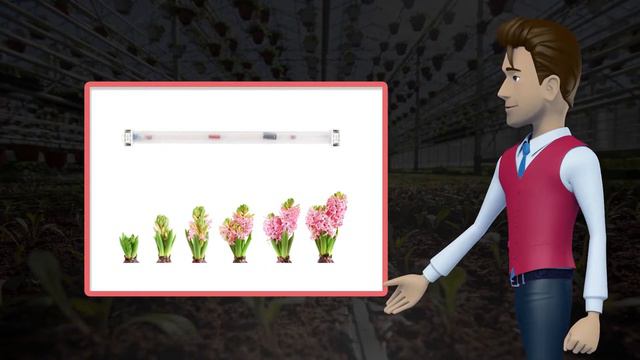 Фитолампа Светлячок смотреть онлайн