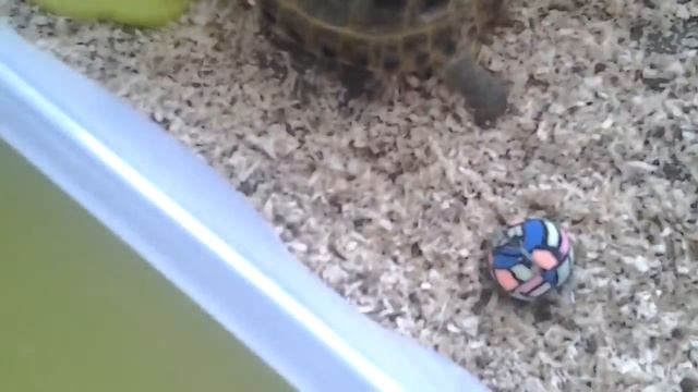 Как узнать сколько лет вашей сухопутной черепашке смотреть онлайн